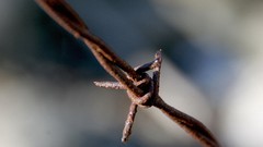 Barbed wire
