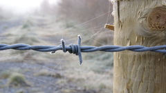 Barbed wire