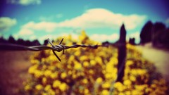 Barbed wire fences minimalistic