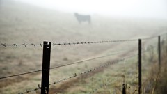 Barbed wire silhouettes fences cattle blurred background