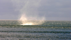 Barentshavet nature Sea