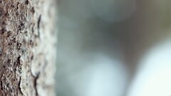 bark Wood bokeh closeup macro