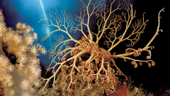 Basket star planet ocean