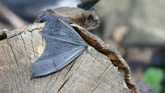 Bat