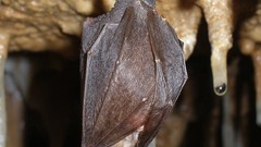 Bat