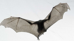 Bat