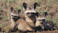 Bat Africa mother foxes