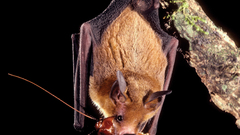 Bat animal Animals
