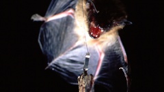 Bat capture moth high
