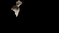Bat dark wings animal