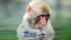 Bathing monkeys japanese macaque