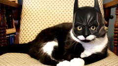 Batman cats funny