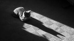 Batman cats grayscale
