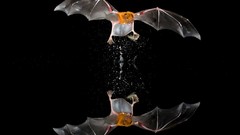Bats