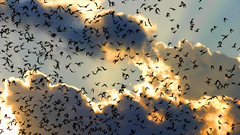 Bats bat sky nature