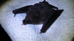 Bats Mammals fruit bat