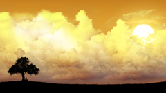 Baum tree orange sky