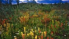 Bay glacier Alaska fields national park