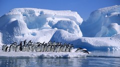 Bay Penguins hope Antarctica
