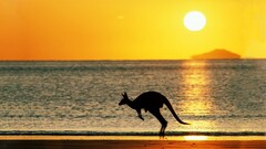 beach Australia sun sky Animals kangaroos landscape nature