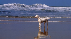 Beach dog Sea and