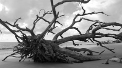 Beach Good thread Driftwood amp archived chanarchive