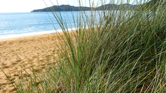 Beach grass nature