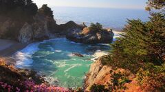 beach nature Trees Sea Flowers Plants landscape