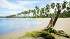 Beach palm Trees nature