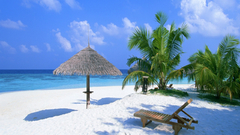 Beach Palms sand Sea