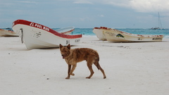 Beach sand Animals Dogs