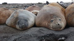 Beach seal Animals sleeping