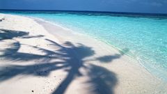 Beach shore shadows palm