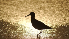 Beach version disney hr