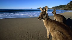 Beaches kangaroos
