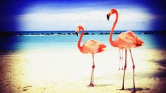 Beaches lomo flamingos lomography
