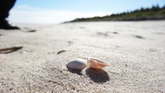 Beaches seashells