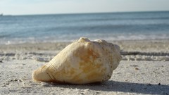 Beaches seashells Sea