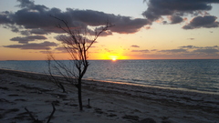 Beaches sunset nature Trees