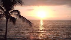 Beaches water nature palm