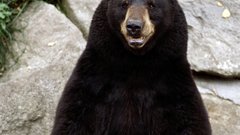 Bear Bears black Wild