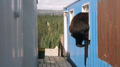 Bear high Resolution