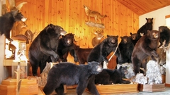 Bear taxidermy high animal
