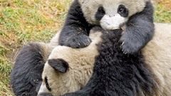 Bear The Pandas are members they actually