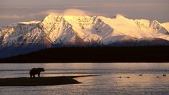 Bears Alaska brown mount