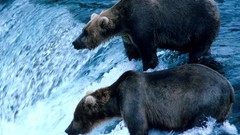 Bears Alaska brown national park