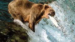 Bears Alaska national park