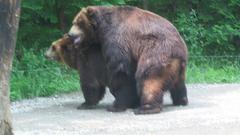 Bears Animals