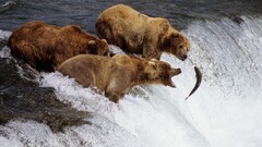 Bears Animals fish water waterfall Mammals food nature river