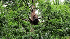 Bears Animals Trees nature foliage Mammals